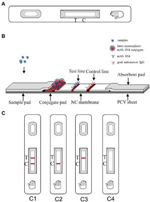 A Novel Immunochromatographic Strip Based on Latex Microspheres for the Rapid Detection of North American-Type Porcine Reproductive and Respiratory Syndrome Virus